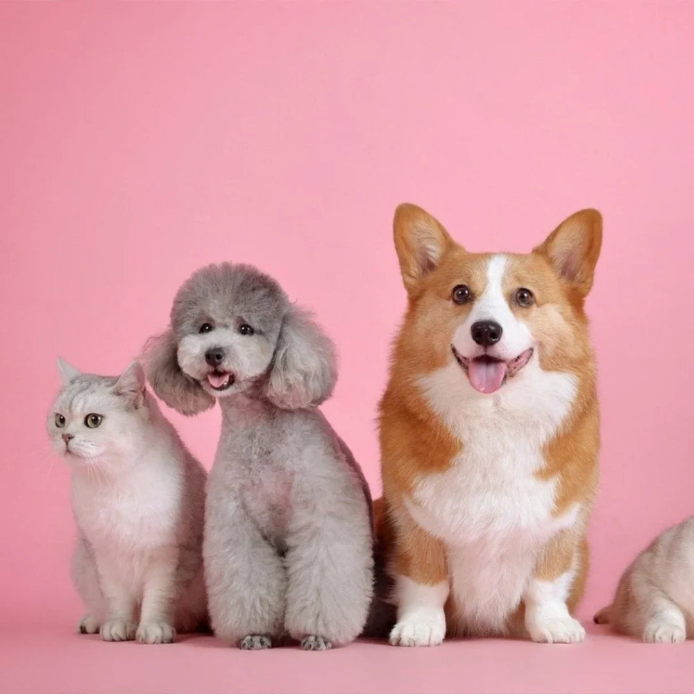 Mascotas