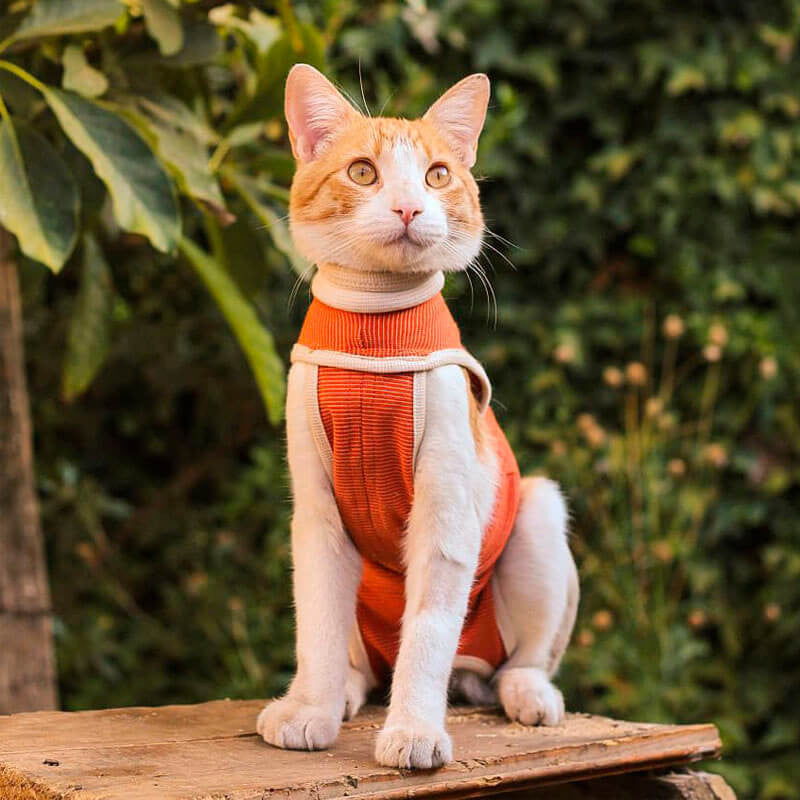 Body Protector para Mascotas Kimba – Talla 2