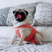 Body Protector para Mascotas Kimba – Talla 2